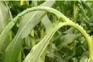 玉米心叶打卷怎么办？怎么防治