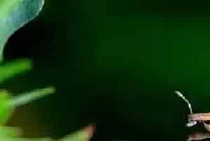 香蕉象鼻虫的为害特征及防治方法