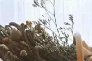 干花批发