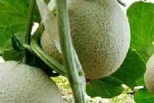 哈蜜瓜种植时间和方法