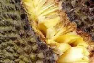 菠萝蜜裂果是什么原因导致的？（附预防措施）