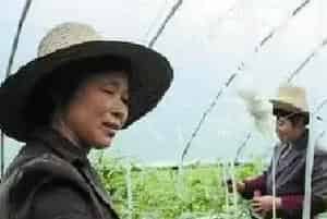 如何防治大棚蔬菜沤根？