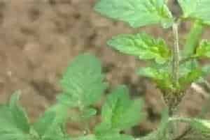 茄子苗高矮不齐原因及防治措施