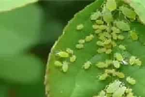 枸杞蚜虫怎么防治？出现了怎么办