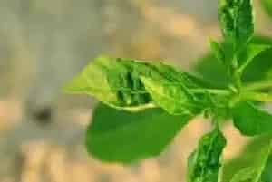 蔬菜茶黄螨危害症状及防治指南