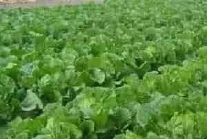 白菜开裂的原因及防治方法