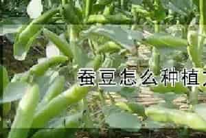 蚕豆怎么种植方法