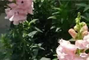 金鱼草不开花原因及解决方法