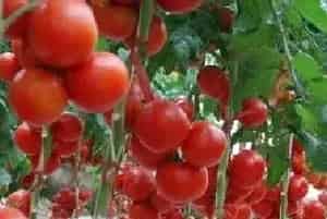 番茄夏季栽培技术要点