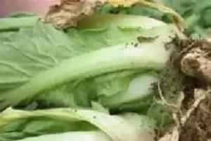 春季如何预防白菜死棵烂根？