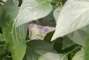 辣椒缺镁的症状及如何防治