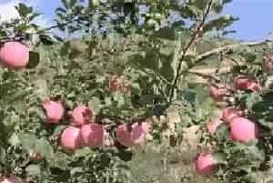 苹果摘袋后怎么快速上色？