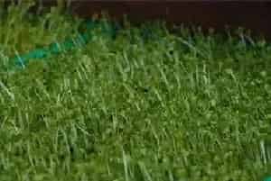 芽苗菜如何种植？推荐几种常见方法给您！
