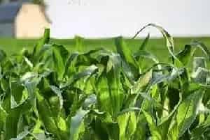 玉米出现早衰和晚熟是什么原因？有何预防措施？