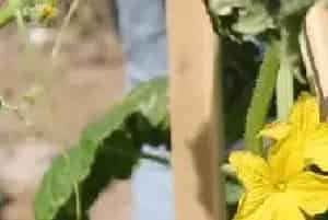 黄瓜有花无瓜怎么办？