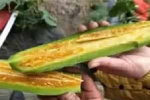 羊角蜜的栽培技术