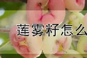 莲雾籽怎么种