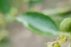 如何防治枣绿盲蝽象？