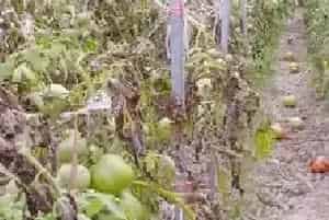 温室番茄落花落果预防措施