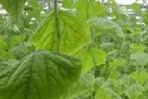 黄瓜低温障碍的症状及防治方法