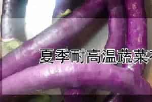夏季耐高温蔬菜有哪些