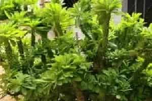 麒麟掌怎么养 麒麟掌养殖方法与注意事项