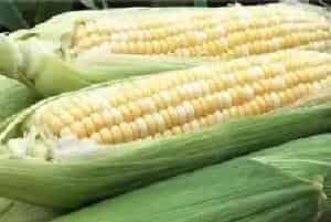 甜玉米种植技术学习