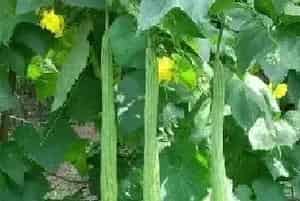 夏季高产丝瓜种植要点