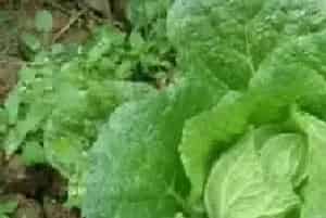 白菜结球不实的原因及防治方法讲解