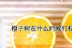 橙子树在什么时候打枝最好