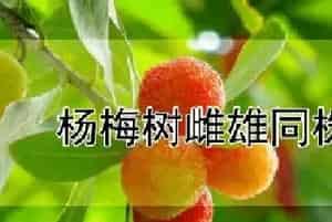 杨梅树雌雄同株吗