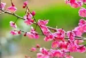 中国各种花的名字有哪些，花的品种有哪些？