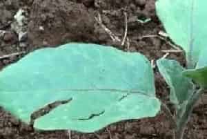 大棚茄子发黄的原因及防治