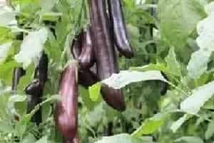 茄子发生弱棵是什么原因？