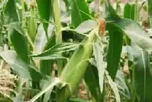 种植玉米选择一穴单株还是一穴双株？
