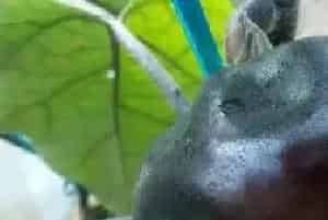茄子畸形的种类及防治