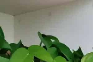 冬天养绿萝要注意哪些问题呢？