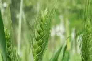 小麦出苗不齐的原因及防治技巧