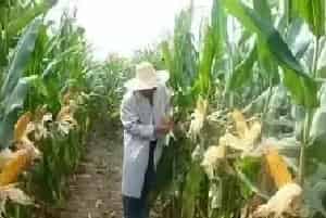 玉米播种技巧分享