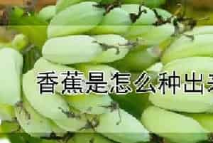香蕉是怎么种出来的