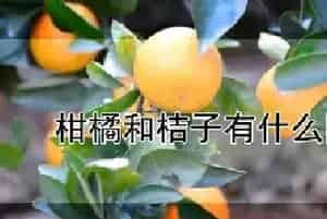 柑橘和桔子有什么区别