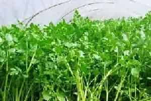 芹菜冬季大棚栽培管理技术