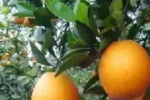 脐橙缺素症状及防治指南