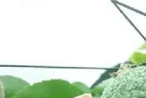 百香果皱果原因及挽救措施