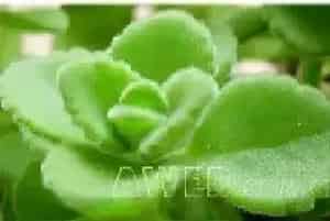 香草——碰碰香