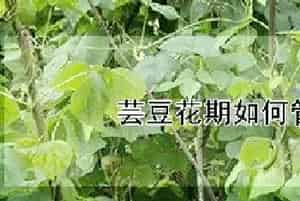 芸豆花期如何管理