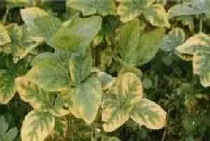 大豆缺素症状及防治方法
