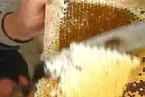 小编教你八招蜂蜜美容法