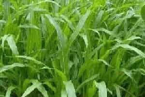 墨西哥玉米草种子选种育苗技巧