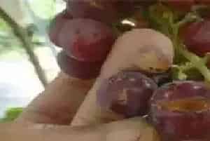 葡萄缺钙的症状有哪些